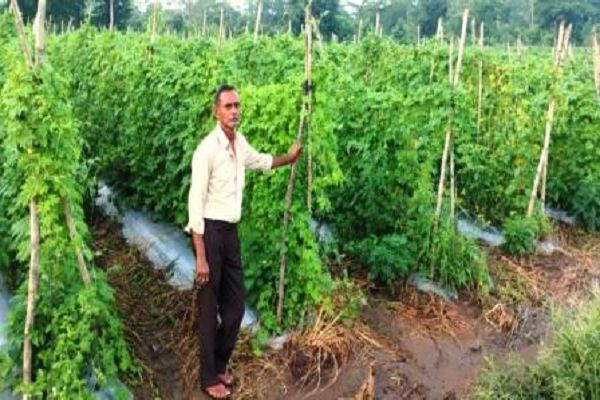 करेले की खेती से बढ़ी किसान नारायण प्रसाद वर्मा की आय