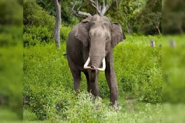  फिंगेश्वर क्षेत्र में फिर पहुंचा हाथी दल, ग्रामीणों में दहशत; वन विभाग ने जारी किया अलर्ट