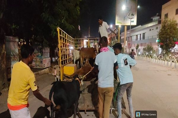  **सड़कों से मवेशियों को हटाने का  अभियान तेज**-दुर्धटनाए रोकने पालिका का कड़ा एक्शन--