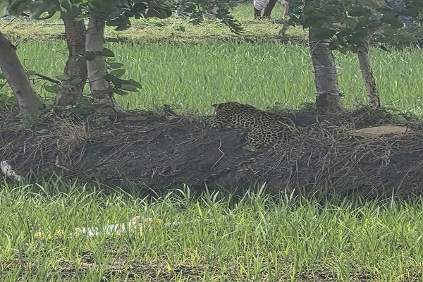 *तेंदुवे का हुवा सफल रेस्कयू,,--ग्रामीणों ने ली राहत की सांस--**   *वन एवं पुलिस विभाग की तत्परता से ग्राम सिंघनपुरी में तेंदुए का सुरक्षित रेस्क्यू*