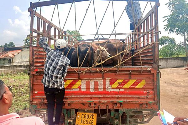  मवेशियों को क्रूरतापूर्वक परिवहन कर ले जा रहे तीन आरोपी गिरफ्तार