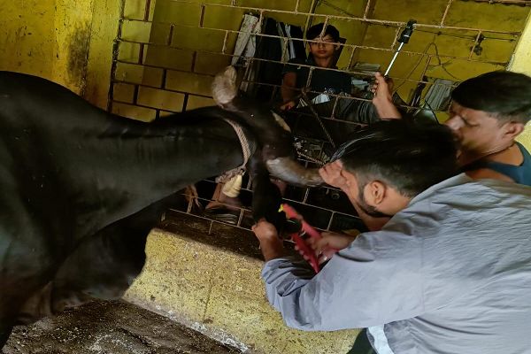 राष्ट्रीय राजमार्ग पर पशुओं की सुरक्षा और सड़क हादसों की रोकथाम के लिए विशेष मुहिम
