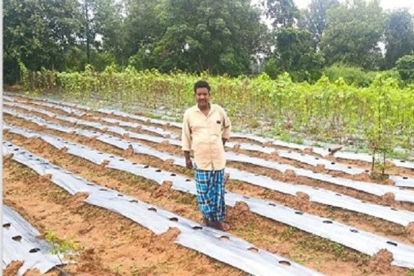 ड्रिप और मल्चिंग से खेती को मिली नई दिशा, संतोष सिंह की आय पाँच गुना बढ़ी