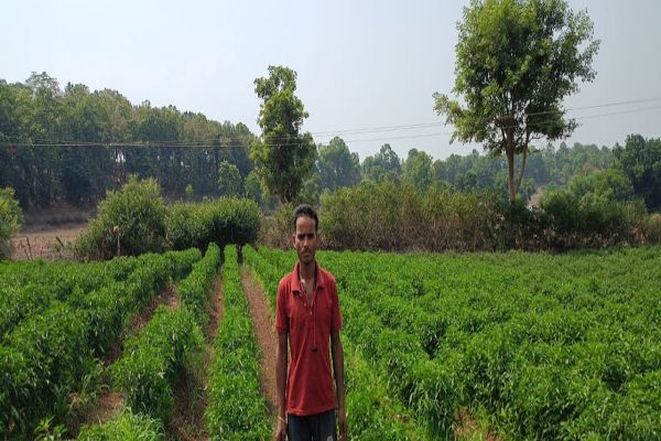 मिर्च की खेती बनी महेंद्र की आय का आधार, उन्नत खेती से बदली आर्थिक तस्वीर