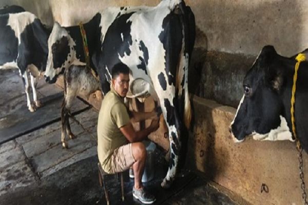 उन्नत नस्ल सुधार और आधुनिक पशुपालन से बदली परदेशी की किस्मत