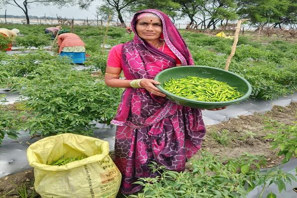 तीखी मिर्च' से घुली जीवन में मिठास