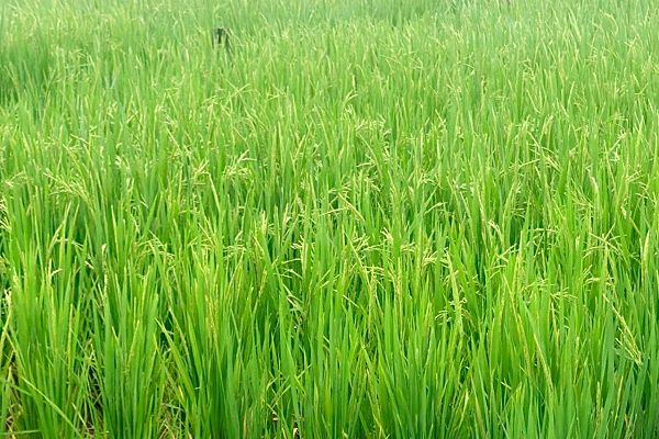 धान की फसल में बालियाँ निकलने की अवस्था, महत्वपूर्ण है उचित फसल प्रबंधन: एनआईबीएसएम