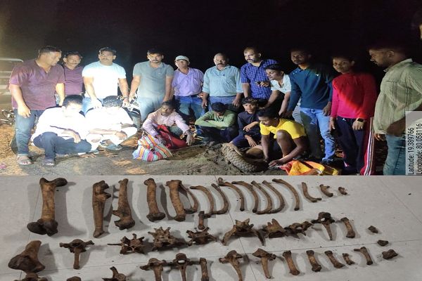  महाराष्ट्र&ndash;तेलंगाना सीमा पर वन्यजीव तस्करी के खिलाफ बड़ी कार्रवाई