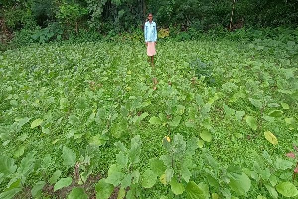 राष्ट्रीय कृषि विकास योजना के अंतर्गत ग्राफ्टेड बैगन की खेती से मकरध्वज की बढ़ी आमदनी