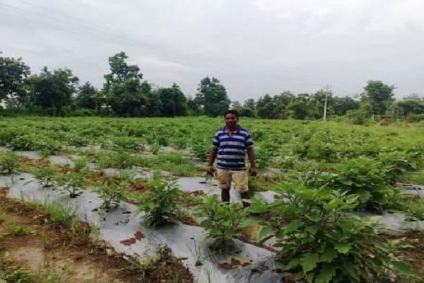 राष्ट्रीय बागवानी मिशन से मिला सहयोग, बैंगन की उन्नत खेती से चैतू की बढ़ी आमदनी