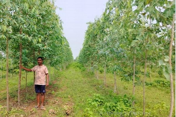 सेवा की कहानी : किसान वृक्ष मित्र योजना अंतर्गत जिले के 841 हितग्राहियों ने 2148.89 एकड़ में लगाए 9 लाख 39 हजार से अधिक पौधे