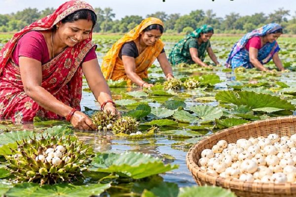 धमतरी में मखाना की खेती से किसानों की आय बढ़ाने की नई पहल