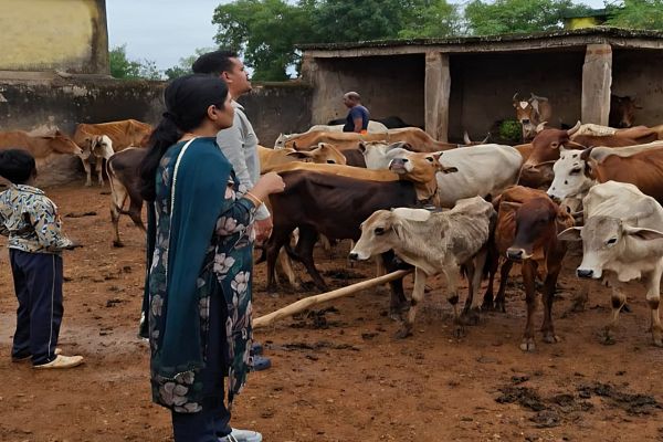 ग्राम सूरजपुरा एवं पिरचाटोला में कोदो पैरा विषाक्तता से प्रभावित पशुओं का उपचार जारी, सभी 145 पशुओं के स्वास्थ्य में हो रहा सुधार*   *पशुधन विकास विभाग की टीम द्वारा लगातार उपचार एवं फॉलोअप, प्रभावित पशुओं ने चारा-दाना खाना किया प्रारंभ*