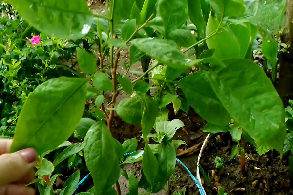 अगर आपके घर या आस-पास अचानक उग जाए Bel Patra का पौधा,तो जाने क्या है इसका इशारा&hellip;