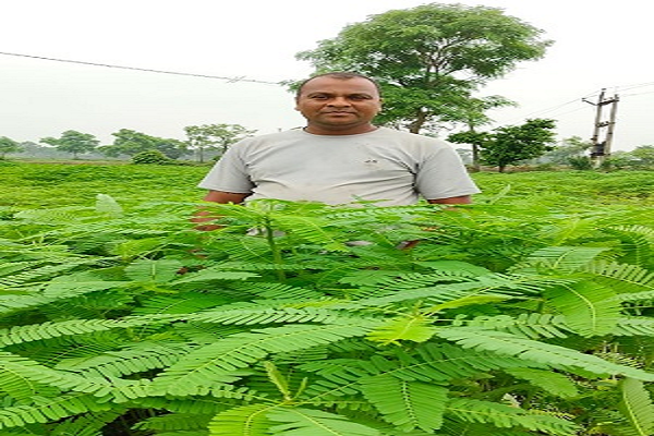हरी खाद ढेंचा अपनाकर कृषक प्रफुल्ल साहू ने बढ़ाई मिट्टी की उर्वरता