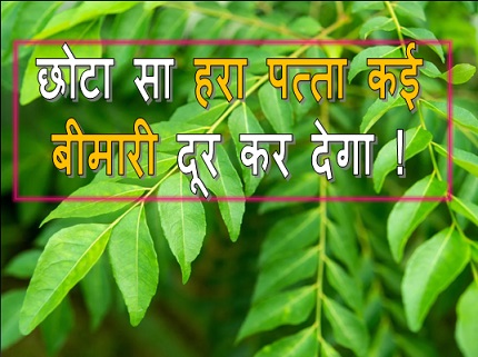 छोटा सा दिखने वाला हरा पत्ता कई बड़ी बीमारियों से राहत दिलाने में मदद करता है,जानिए इसके पाँच स्वास्थ्य लाभ,