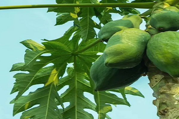आयुर्वेदिक गुणों से भरपूर हैं पपीते की पत्तियां