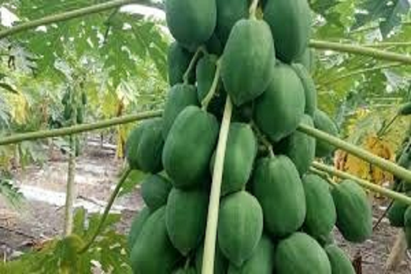 खाली पेट पपीता का सेवन करने से कब्ज की समस्या होती है दूर