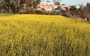 संशोधित बीजों पर नीति बनाना मुश्किल