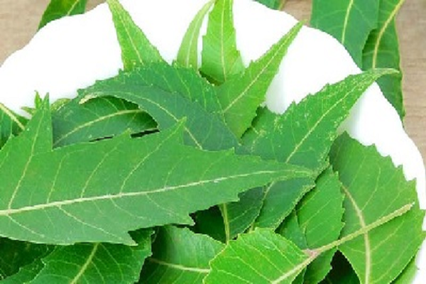 सेहत के लिए वरदान है नीम के पत्ते
