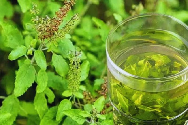 हर रोज पिएं एक गिलास तुलसी के पत्तों का पानी