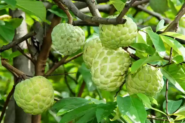 सेहत के लिए वरदान औषधीय गुणों से भरपूर ये फल