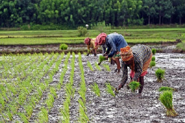 औपचारिक और बेहतर कर्ज से किसानों की बढ़ती उत्पादकता