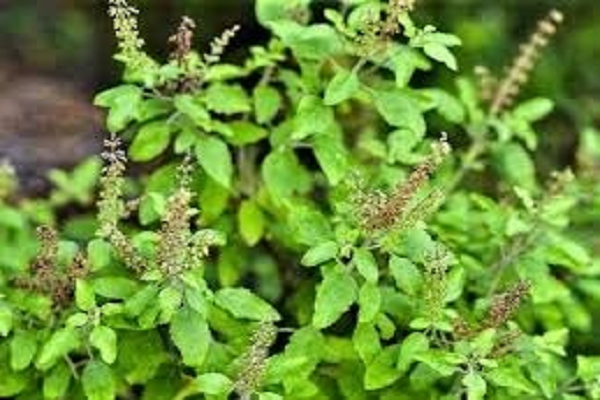 सुबह-सुबह चबाएं औषधीय गुणों से भरपूर तुलसी के 4 पत्ते