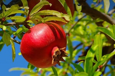 अनार सेहत के लिए फायदेमंद, लेकिन इन लोगों को बरतनी चाहिए सावधानी