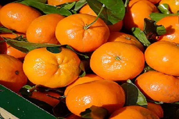 संतरा खाने से कम होता है खराब कोलेस्ट्रॉल