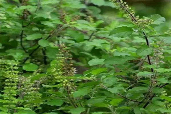 इन परेशानियों में कारगर है तुलसी का बीज