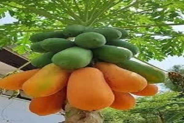 कैसे करें पपीते का सेवन?