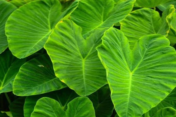  सेहत और स्वाद दोनों का खजाना, मिलते हैं कई फायदे