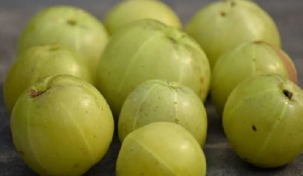 रोज करें 1-2 ताजे आंवले का सेवन, फौलाद सा मजबूत बन जाएगा शरीर