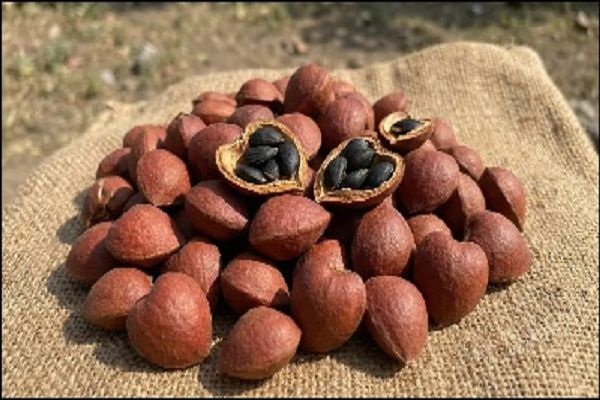 जंगली बादाम क्या होता है, इसे खाने से कौन से फायदे मिलते हैं, कैसे इस्तेमाल करें