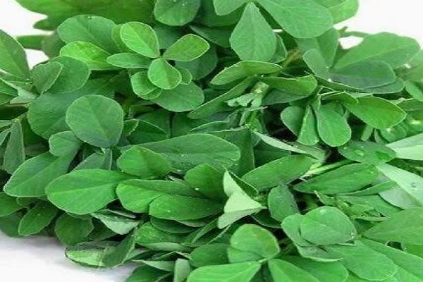 मेथी के पत्तों को क्यों माना जाता है सेहत के लिए वरदान