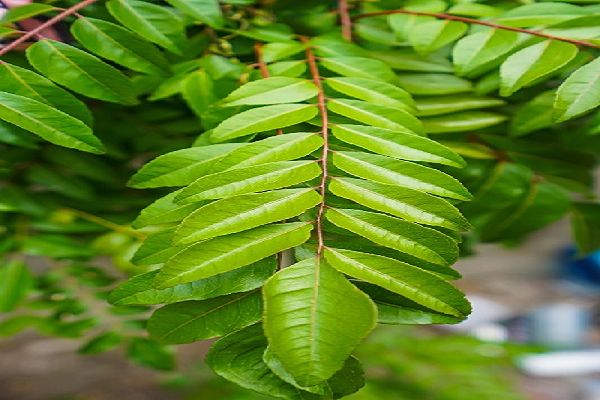 औषधीय गुणों से भरपूर करी पत्ता सेहत के लिए है काफी फायदेमंद