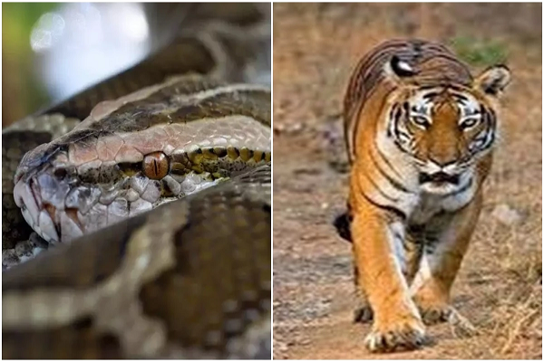 अजगर ने वृद्ध की गर्दन जकड़ी, दम घुटने से मौत... दूसरे दिन भी दि&zwj;खा भुआबिछिया में बाघ