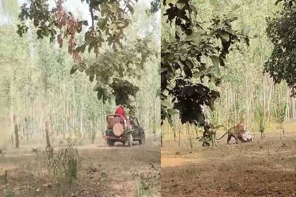 फिर सवालों से घिरा बांधवगढ़ टाइगर रिजर्व: शिकार कर रहे टाइगर के करीब पहुंची जिप्सी, सुरक्षा और प्रबंधन पर उठे सवाल
