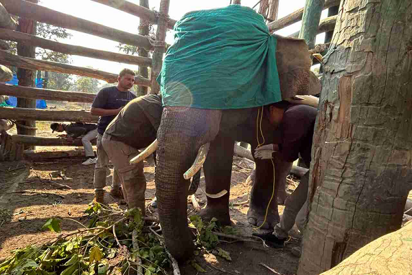 उमरिया में तांडव मचाने वाले हाथी की निगरानी खत्म, वन विभाग ने कॉलर ID लगाकर जंगल में छोड़ा, दो लोगों को कुचलकर उतारा था मौत के घाट