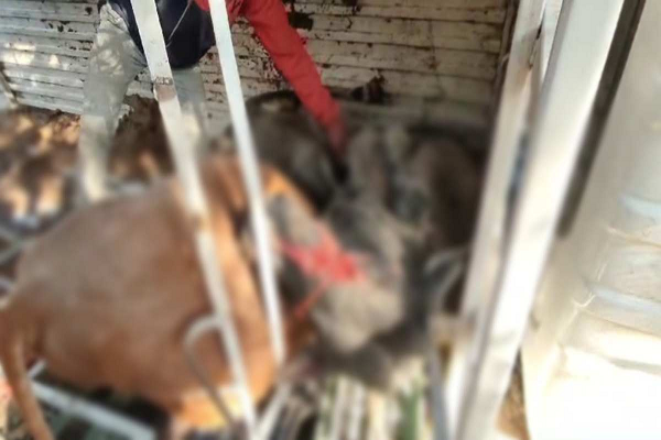 अवैध रूप से गौवंश ले जा रहा वाहन पलटा, तीन की मौत, सूचना के घंटों बाद भी नहीं पहुंची पुलिस