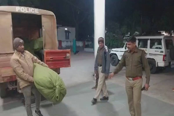 पुलिस की बड़ी कार्रवाई: कपास के खेत के बीच उगाए गांजे के पौधे जब्त, आरोपी की तलाश जारी