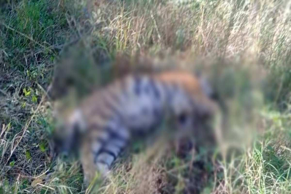 MP में फिर टाइगर की मौत: पेंच टाइगर रिजर्व में मिला 4 वर्ष के नर बाघ का शव, वन अमले के फूले हाथ पांव