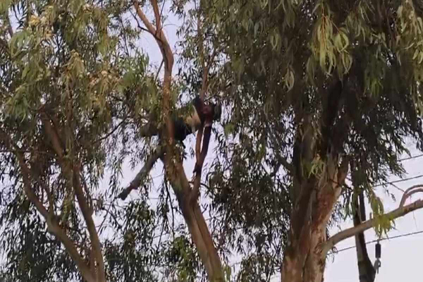 हाईटेंशन लाइन की चपेट में आने से युवक की मौत: परिजनों ने सड़क पर शव रखकर किया प्रदर्शन, दोषियों पर कार्रवाई की मांग