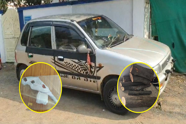 MP Police के सामने झुका &lsquo;पुष्पा&rsquo;: लग्जरी कार में चंदन की तस्करी करते 4 गिरफ्तार, एक क्विंटल कीमती लकड़ी, कट्टा सहित 7 जिंदा कारतूस बरामद