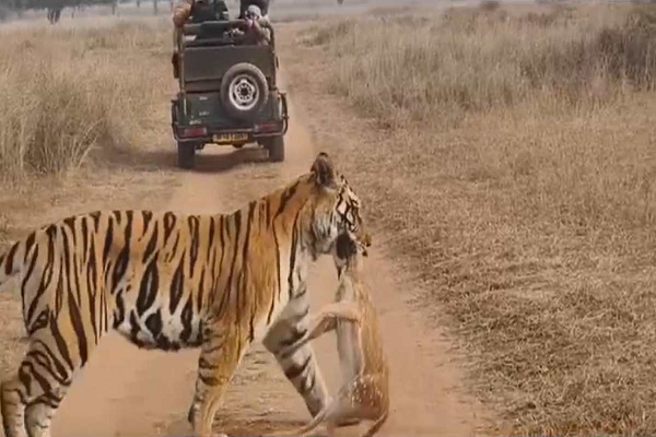 कोहरे में भी सटीक निशाना: बाघ को शिकार करता देख पर्यटकों के छूटे पसीने, कांपते हाथों से बनाया Video