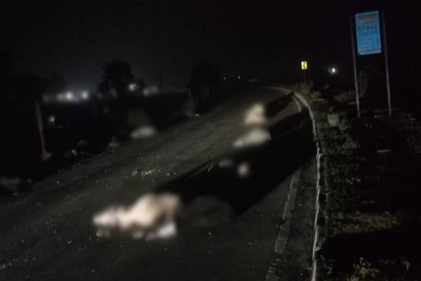 इंदौर से प्रयागराज जा रही बस ने रायसेन में 18 गायों को कुचला, 13 की मौत