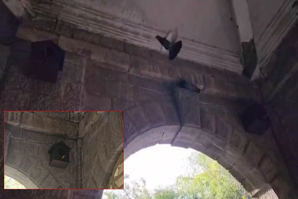 कैबिनेट मंत्री और कलेक्टर ने पेश की दरियादिली की अनूठी मिसाल: बेजुबान कबूतरों को कलेक्ट्रेट में मिला आशियाना, 100 से भी ज्यादा बनाया &lsquo;Pigeon House&rsquo;