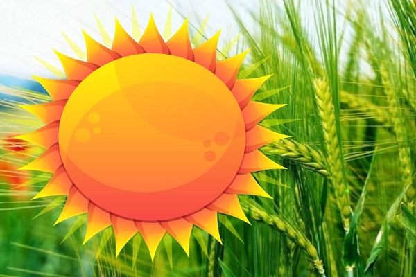 इस बार मार्च में ही बनेंगे लू जैसे हालात, मध्य प्रदेश में 15% गिर जाएगा गेहूं का उत्पादन