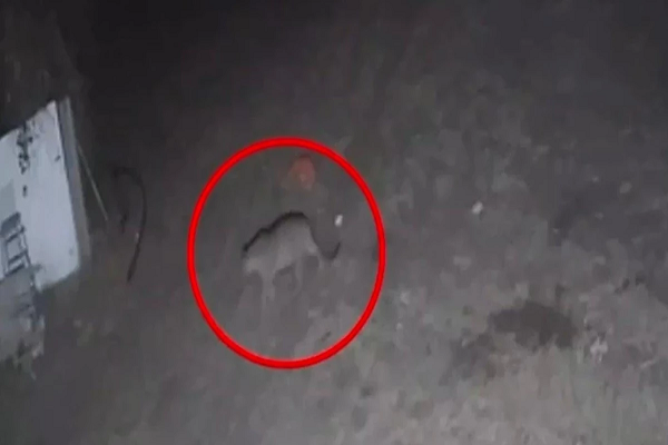 इंदौर में बायपास की टाउनशिप के सीसीटीवी में नजर आया तेंदुआ, डरे हुए हैं रहवासी